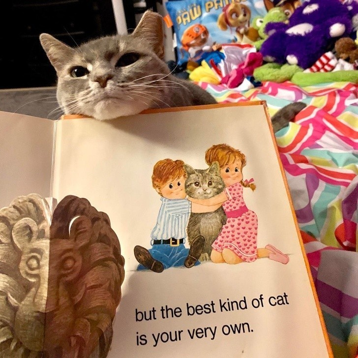 2. "Mój kot postanowił pokazać się nam w idealnym momencie podczas czytania bajki z moją córką."
