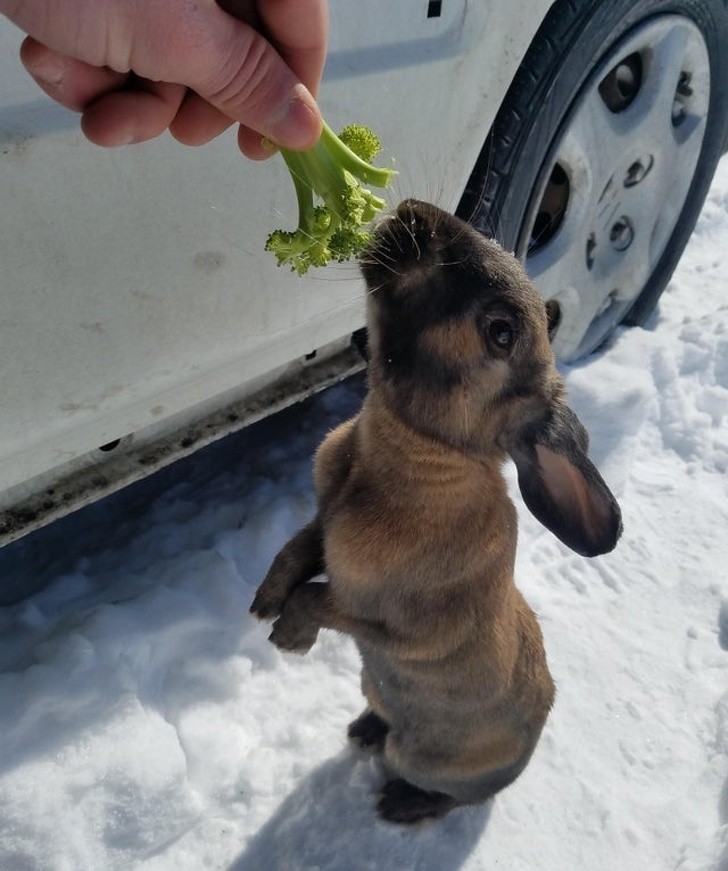 10. "Znalazłem tego gościa pod moim samochodem. Spędziłem 10 minut na karmieniu go marchewką i brokułami."