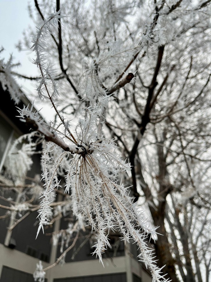 "Nie padał u nas śnieg, ale jest tak zimno, że na drzewach powstały kryształki lodu."