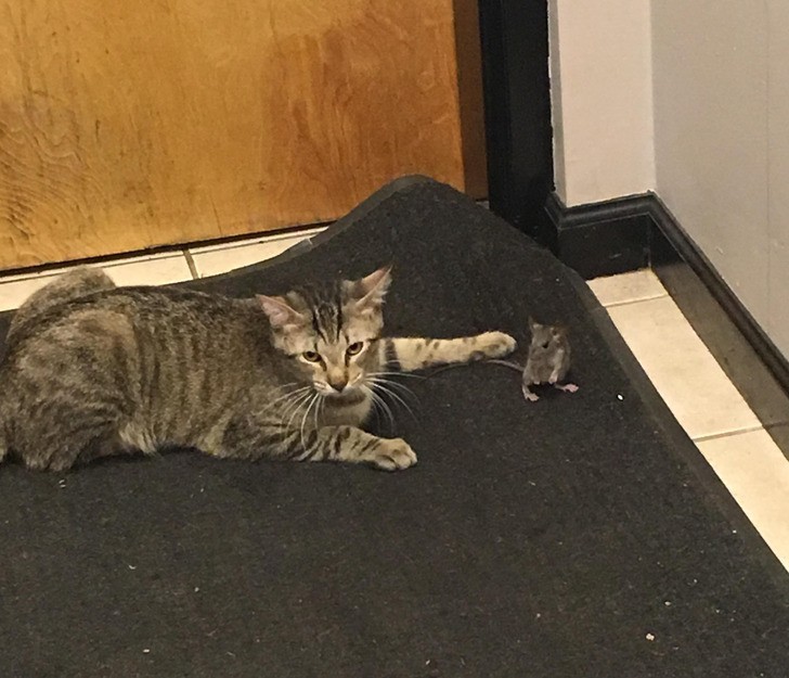 "Wzięliśmy kota, by łapał myszy. Tego ranka obudziliśmy się i zobaczyliśmy, że nasz kot zaprzyjaźnił się z myszą."