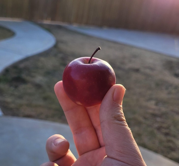 "Znalazłem to malutkie jabłko."