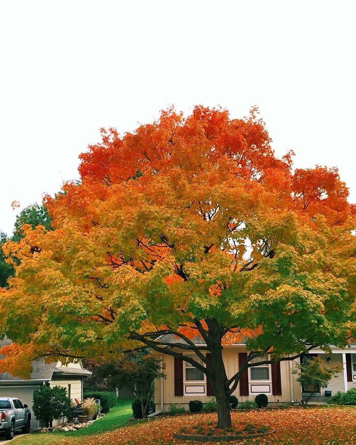 "Drzewo mojego sąsiada posiada idealny jesienny gradient."