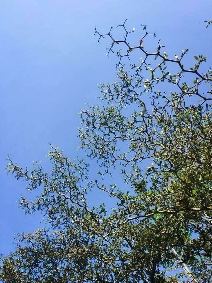Chemiczne drzewo