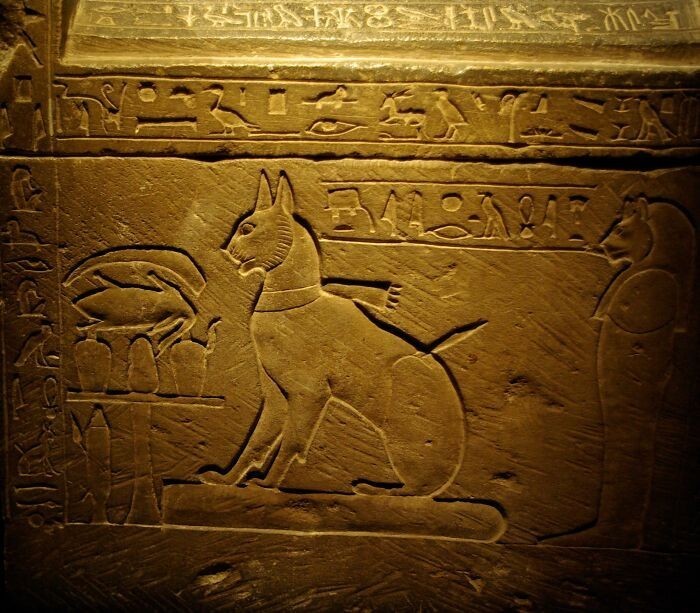 Starożytni Egipcjanie golili swoje brwi, gdy ich koty umierały. Była to oznaka żałoby, która trwała aż do odrośnięcia brwi.