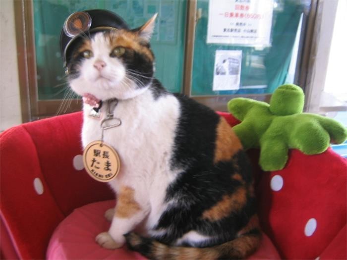 W Japonii istnieje stacja kolejowa, która zatrudnia koty jako naczelników stacji.