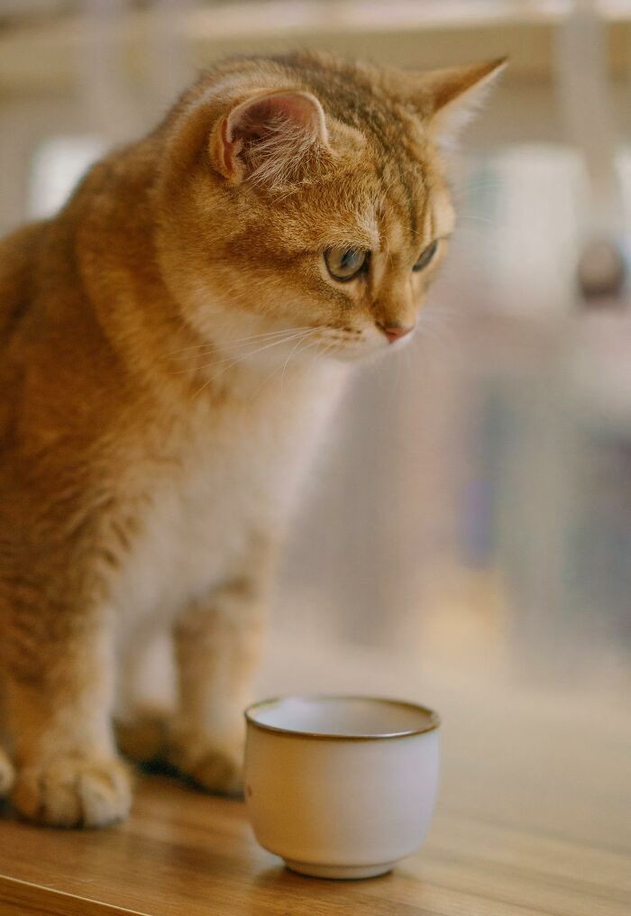 Koty instynktownie preferują picie bieżącej wody. W naturze unikają one wód stagnujących, gdyż często są one zanieczyszczone.