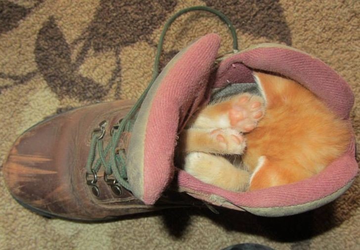 2. Kot w butach