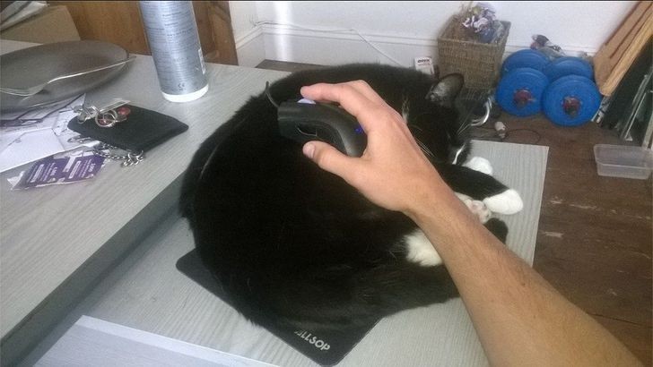 7. Idealny kompromis - kot jest głaskany, a ty masz wygodną podkładkę pod mysz.