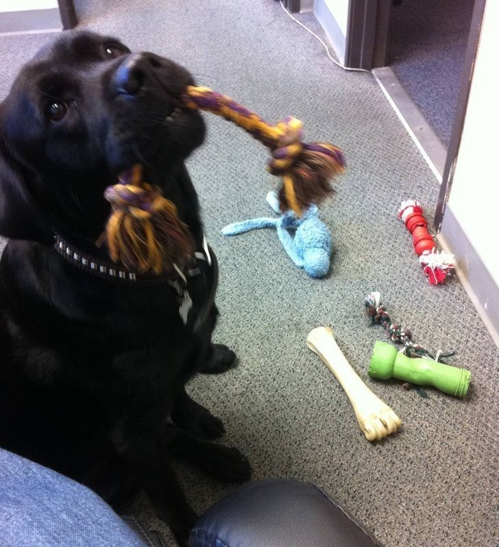 13. „To mój ostatni dzień w pracy. Biurowy pies chyba nie chce żebym odchodziła, bo przyniósł mi wszystkie swoje zabawki.”