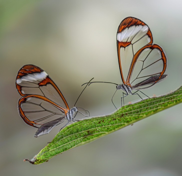 Motyle szklanoskrzydłe