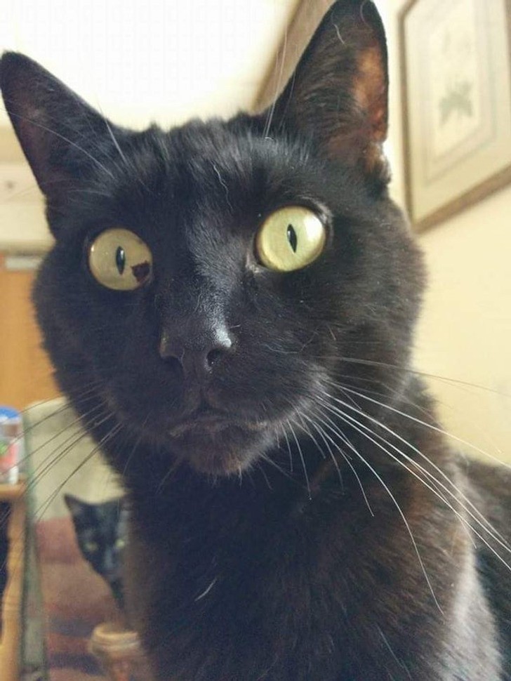 Kot z piegiem w oku
