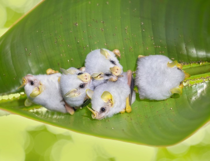 Podlistnik białawy - gatunek malutkich nietoperzy