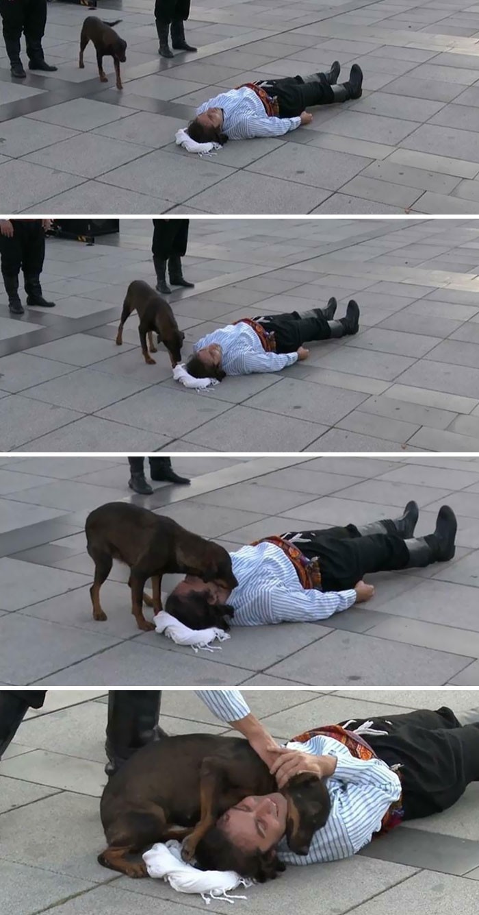 "Bezpański pies przerwał występ uliczny w Turcji, by pomóc aktorowi, który udawał, że jest ranny."