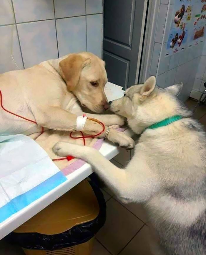 "Ten weterynarz posiada psa oferującego wsparcie emocjonalne pacjentom."