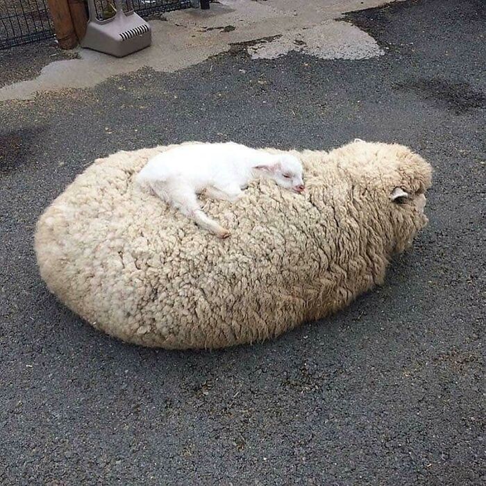 Mała owieczka śpiąca na swojej mamie