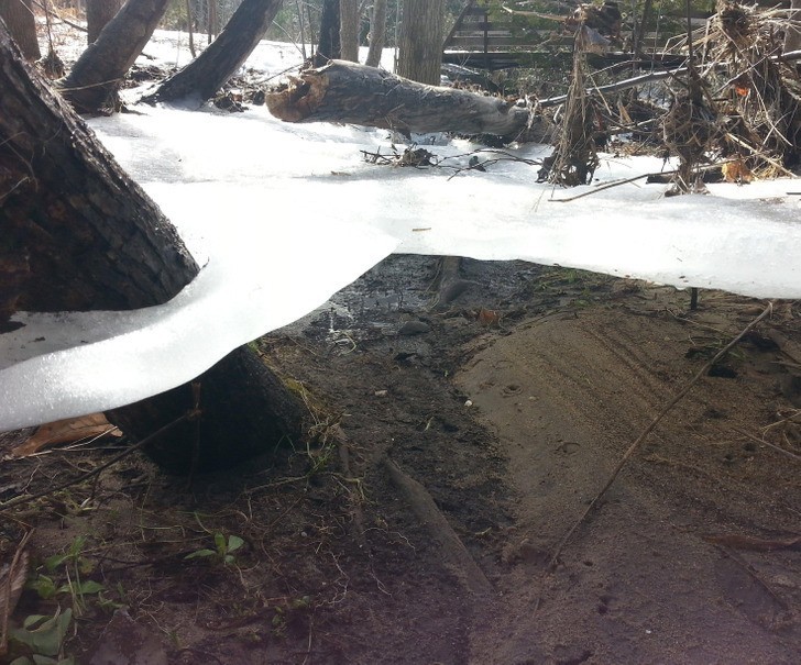 "Tafla lodu wciąż trzyma się drzew, mimo że poziom wody opadł po powodzi."