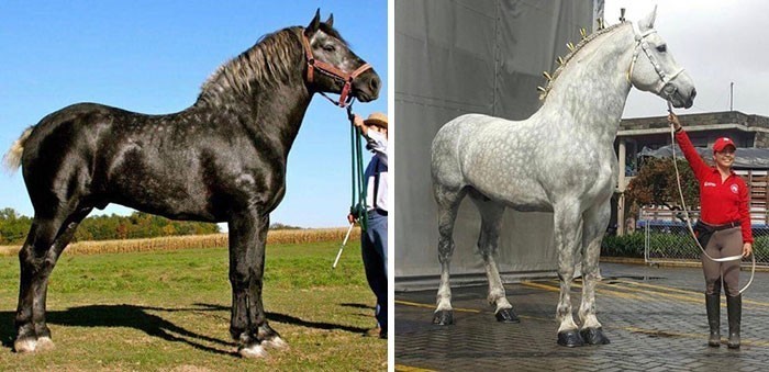 To ten sam koń w odstępie pięciu lat. Perszerony mają to do siebie, że siwieją wraz z wiekiem.
