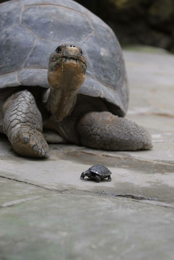Różnica rozmiaru dorosłego żółwia słoniowego i noworodka