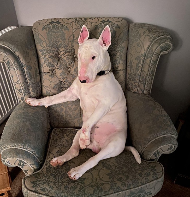 "Teraz to mój fotel."