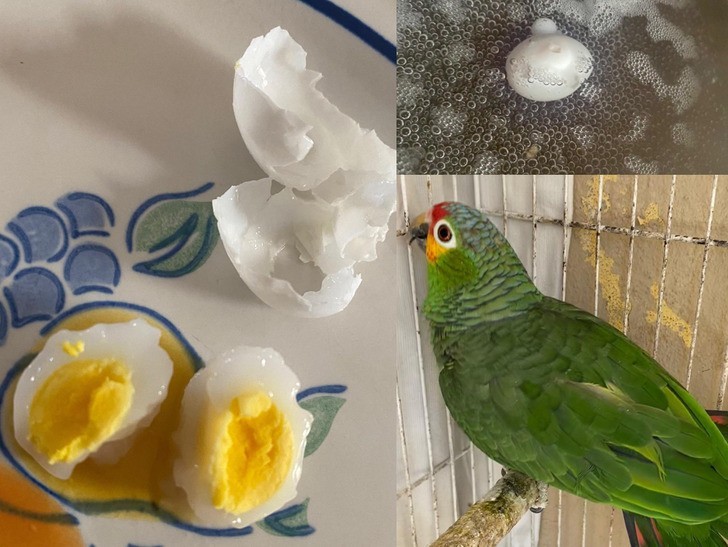 "Moja papuga złożyła jajo. Było niezapłodnione, więc zjadłem je."