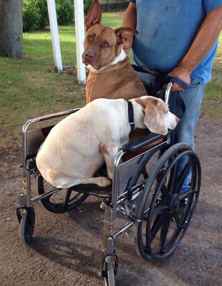 "Mężczyzna wożący swoje psy na wózku - jeden jest stary, a drugi przeszedł operację łapy. To jest miłość."