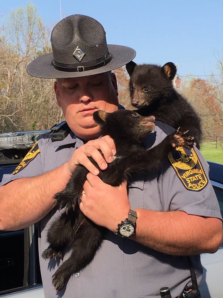 Policjant uratował małe niedźwiadki czarne.