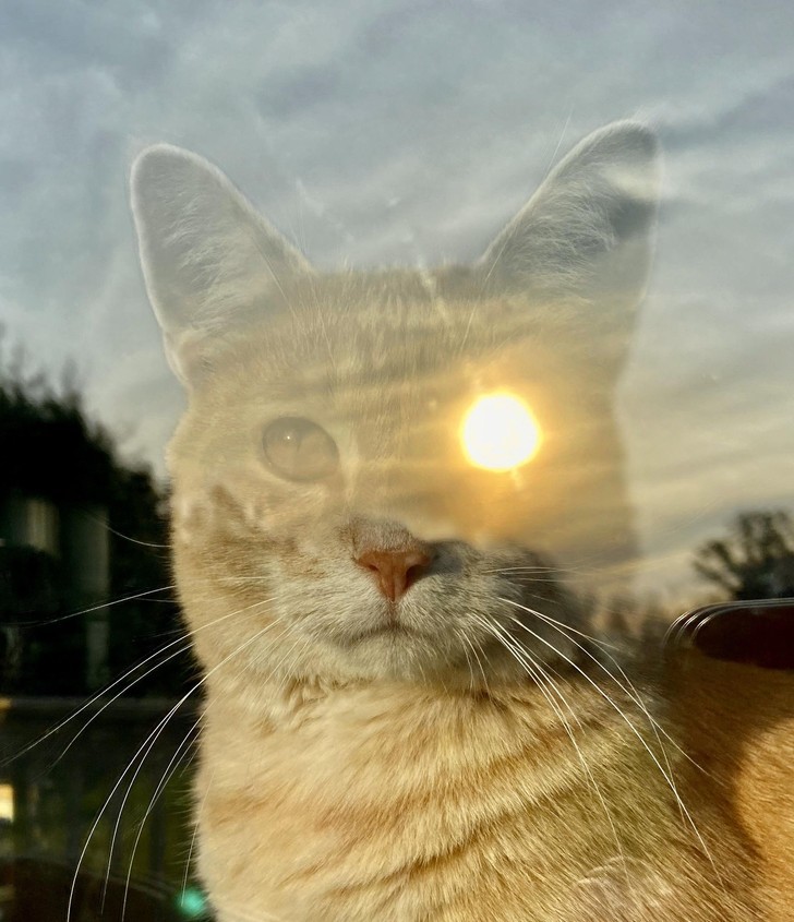 "Kot ze słońcem w oku"