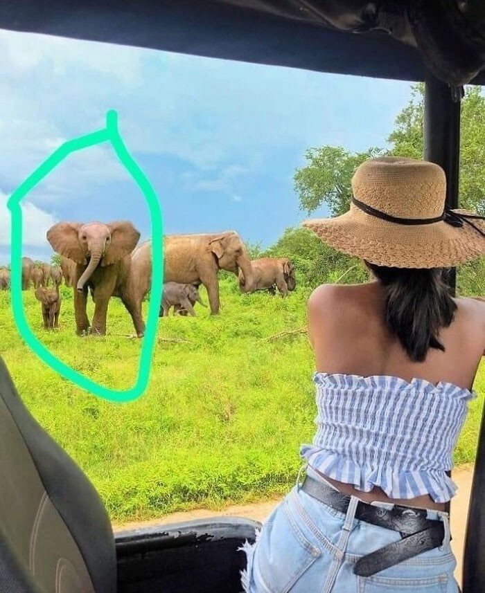 8. Influencerka ze Sri Lanki dokleiła słonie afrykańskie do swojego zdjęcia. W tym państwie występują jedynie słonie indyjskie.