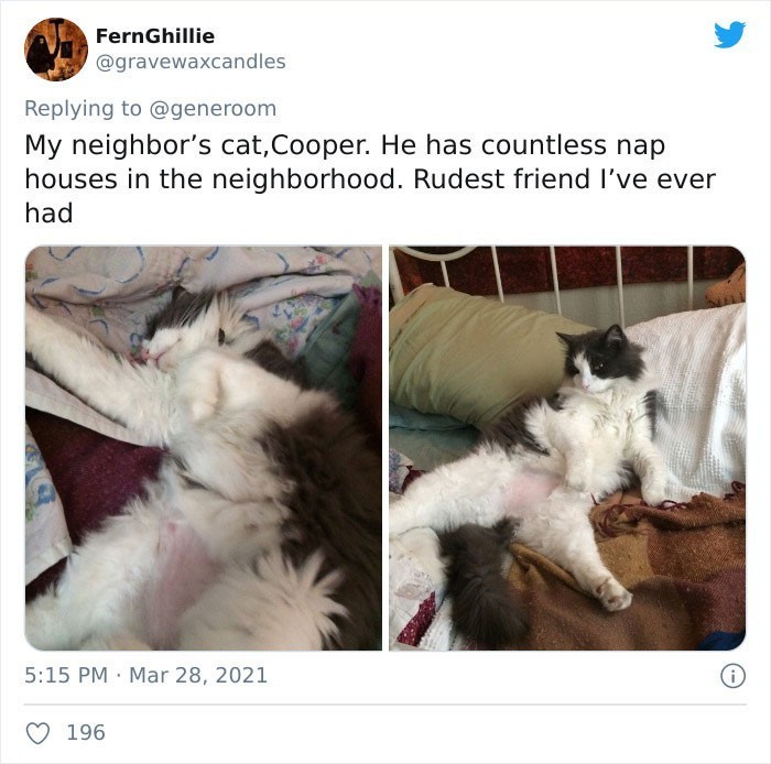 13. Kot sąsiada, Cooper. Ma w okolicy mnóstwo domów do ucinania sobie drzemki. Najbardziej niegrzeczny znajomy jakiego kiedykolwiek miałam.