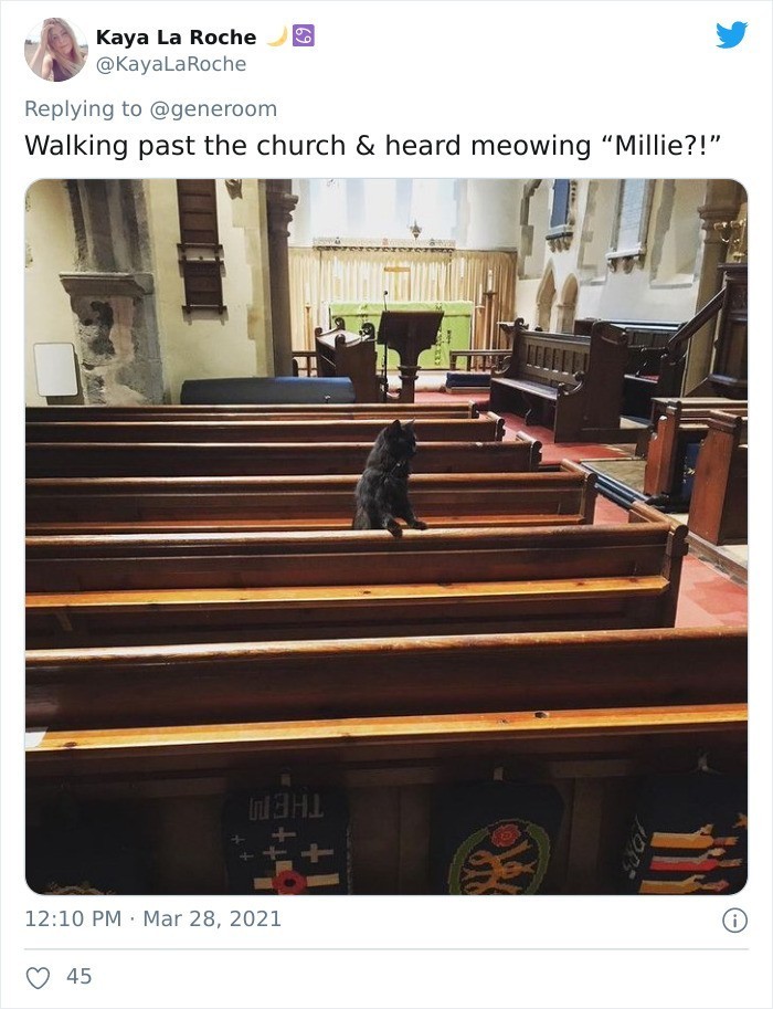 9. Przechodzę obok kościoła i słyszę miauczenie... "Millie?!"