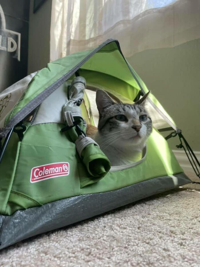 "Mini namiot używany na wystawie w sklepie turystycznym. Znalazłam go na pchlim targu i przerobiłam na posłanie dla kota."