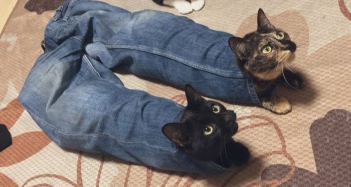 Tak, koty też noszą spodnie 
