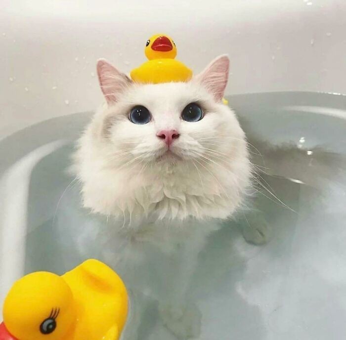 "Nie wszystkie koty nienawidzą kąpieli."