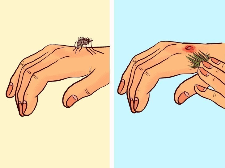 5. Potrzyj dłonie igłami sosny by odstraszyć komary.