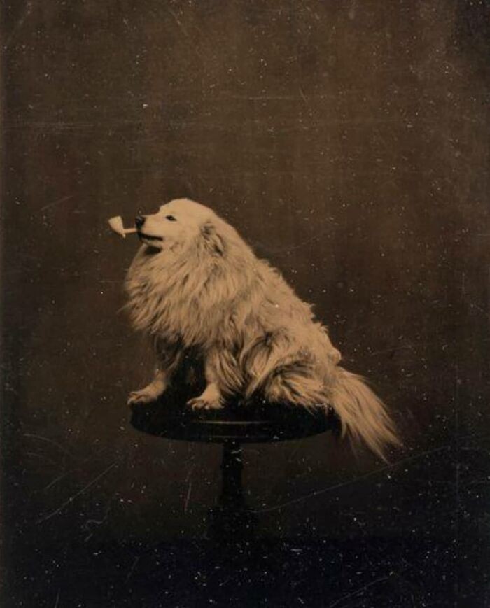 "Cieszę się, że ponad 140 lat temu ludzie też robili niepoważne zdjęcia swoim zwierzętom."