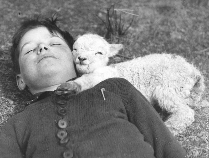Jagnię przytulające się do chłopca, 1940