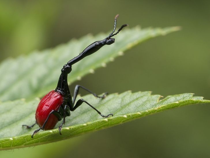 13. Ten owad to żyrafka madagaskarska. Długa szyja pomaga mu w budowaniu gniazda i walce międzygatunkowej.