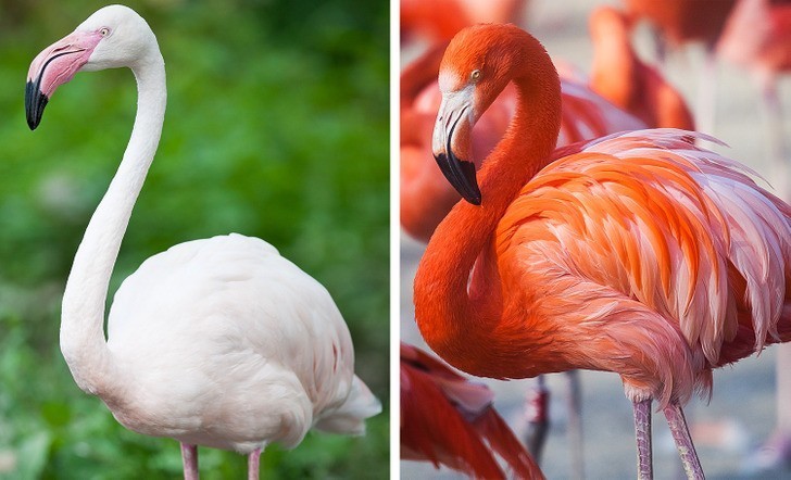 Flamingi są różowe, ponieważ odżywiają się krewetkami.