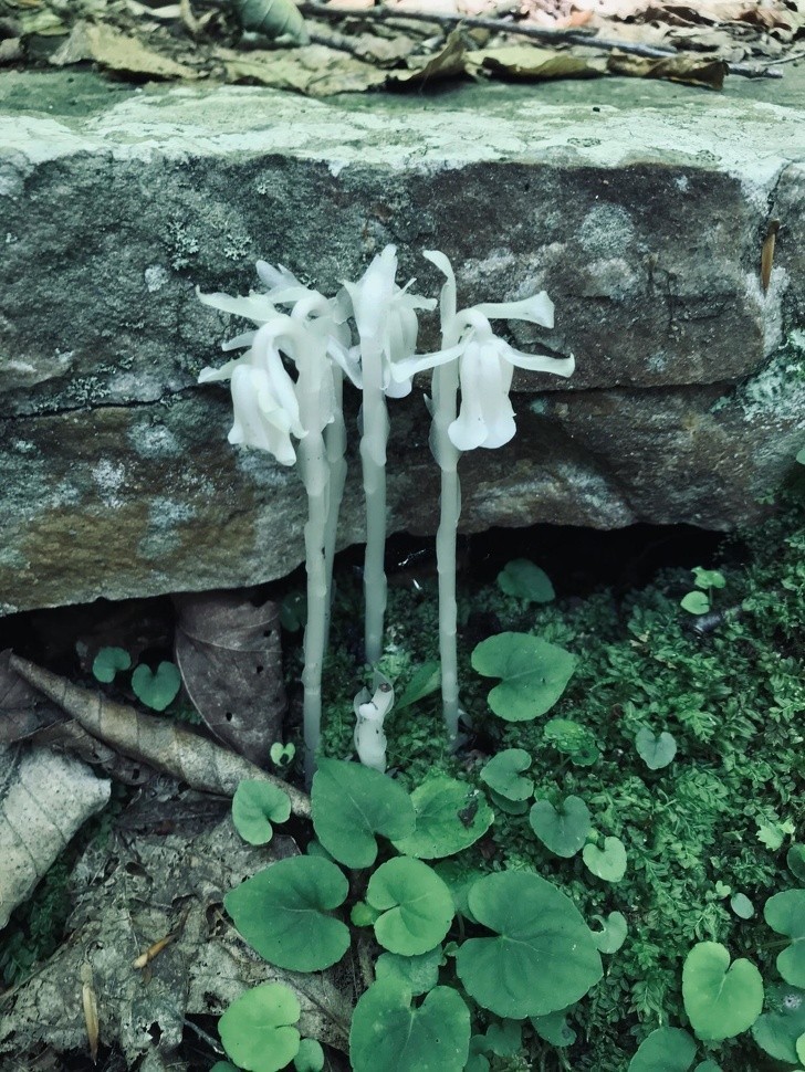 4. Monotropa uniflora, czyli roślina-duch. Nie potrzebuje ona światła słonecznego i czerpie energię z flory na której rośnie, w zamian wytwarzając dla niej składniki odżywcze