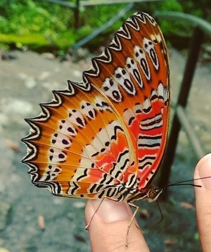 8. Maska z "Krzyku" na skrzydłach motyla