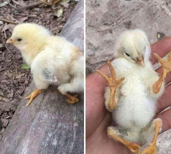Kurczak urodzony z czterema odnóżami z powodu defektu genetycznego