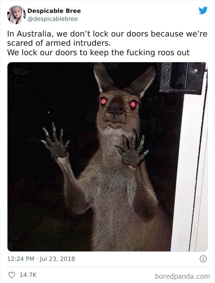 "W Australii nie zamykamy drzwi ze strachu przed uzbrojonymi włamywaczami. Zamykamy je, by chronić się przed cholernymi kangurami."
