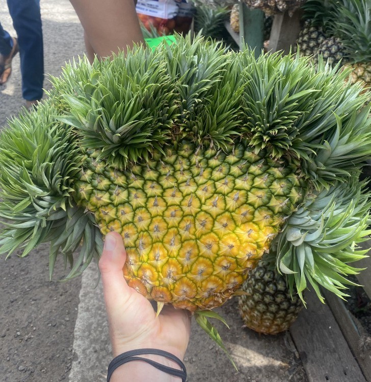 Znalazłem najdziwniejszego ananasa 