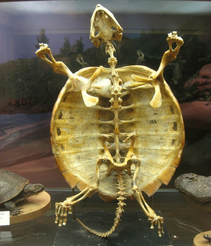 13. Żółwie nie są w stanie wyjść ze swojej skorupy