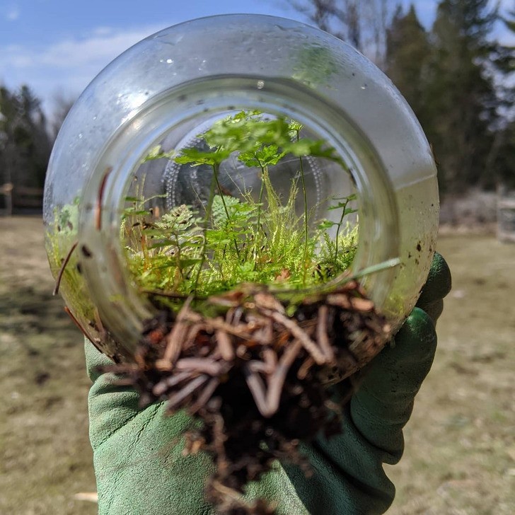 "Przypadkowe terrarium znalezione w lesie"