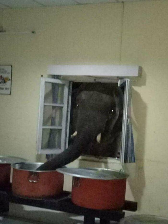 Słoń o imieniu Bhatbhoot kradnie ryż ze stołówki wojskowej w Binaguri w Indiach.
