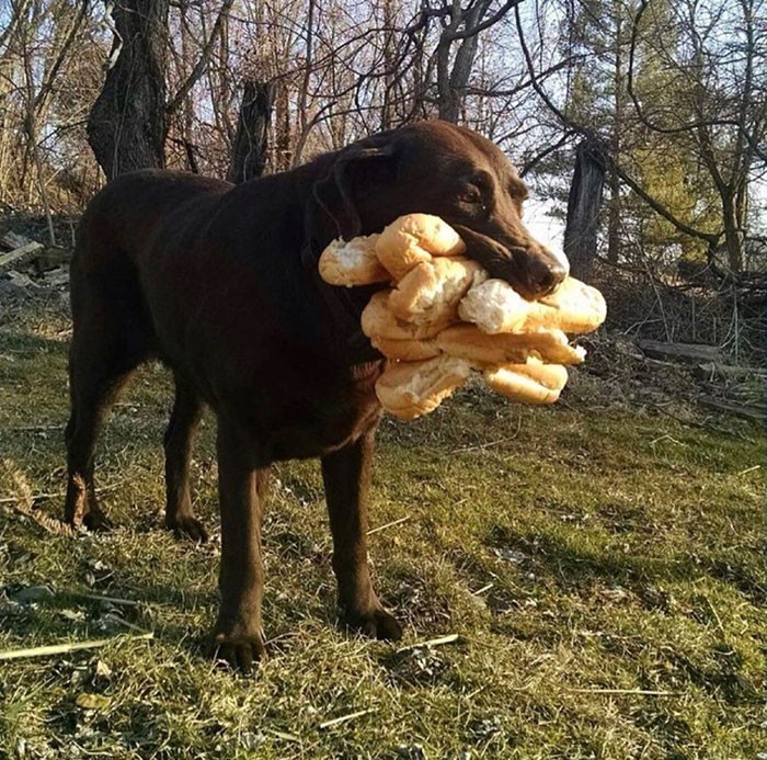 "Pies mojej znajomej, który ukradł wszystkie nasze bułki do hotdogów"