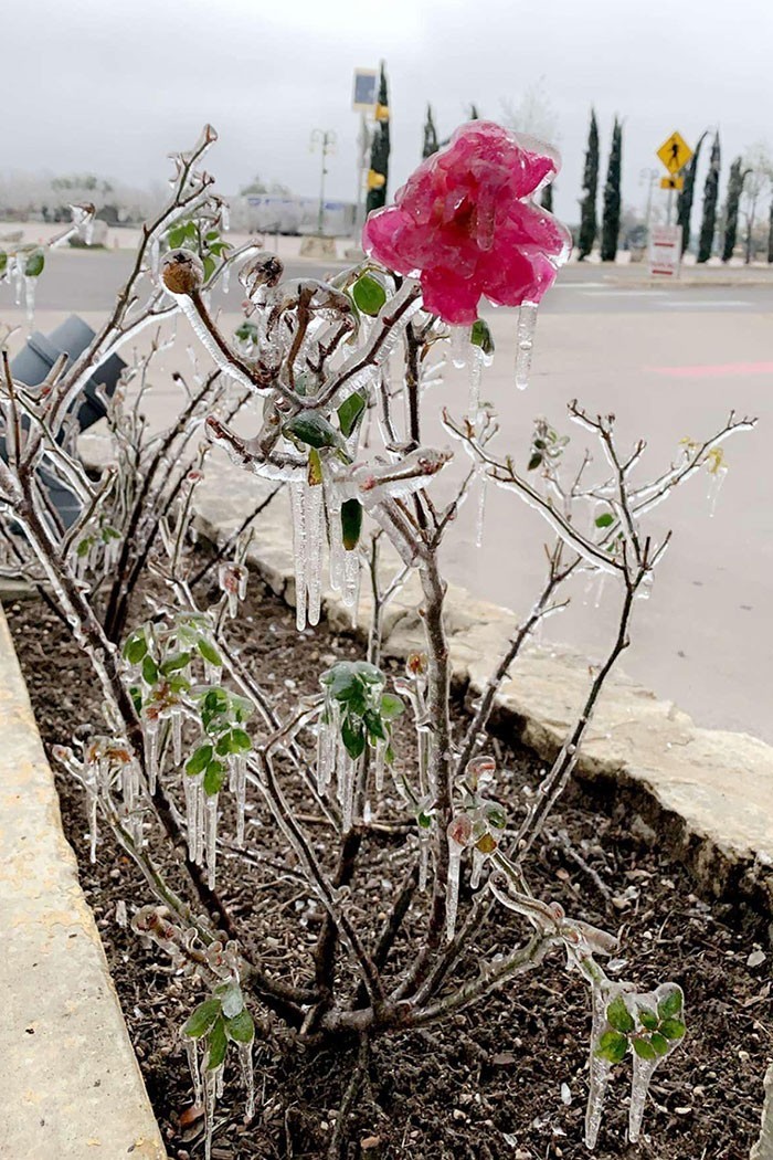 Zamarznięty kwiat znaleziony podczas przymrozków w Teksasie