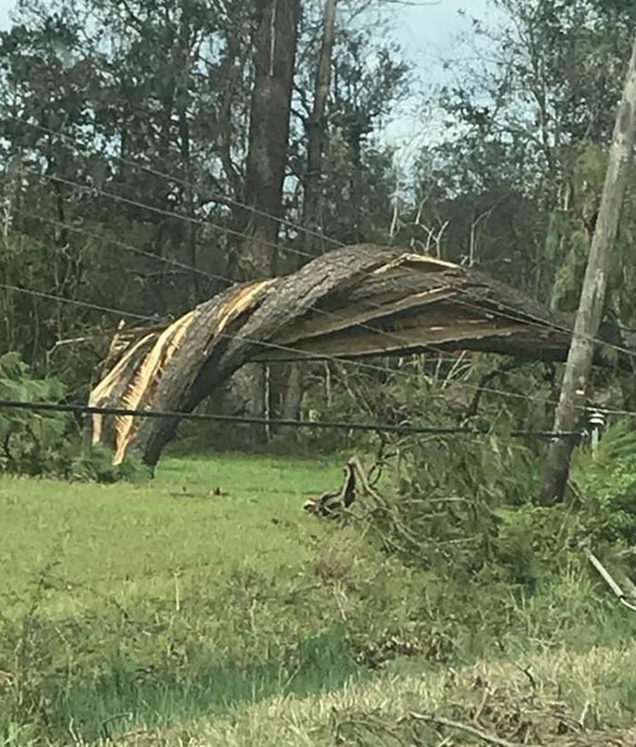 Drzewo wykręcone przez huragan Laurę