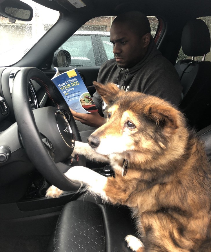 "Mój pies ma 16 lat, więc uznałem, że czas na naukę jazdy."